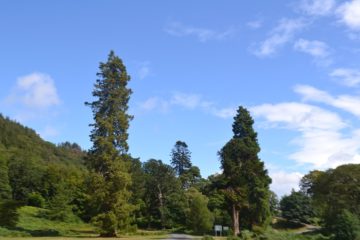 Powerscourt Ağaçlaı
